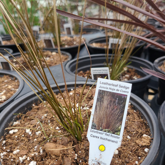 Leatherleaf Sedge grass