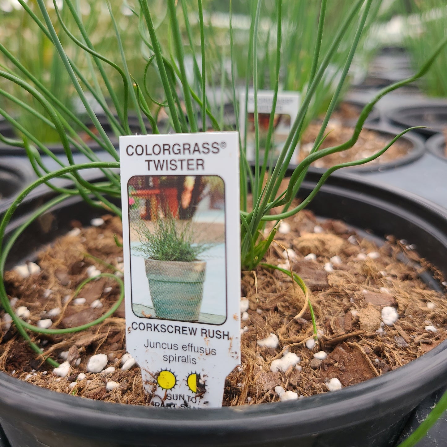 Colorgrass Twister 'Corkscrew Rush'