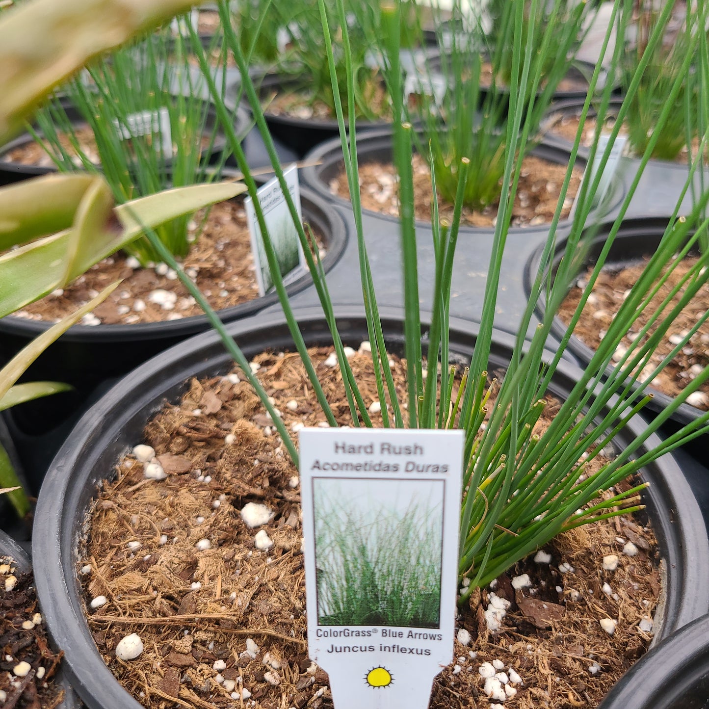 Colorgrass Blue Arrows 'Hard Rush'