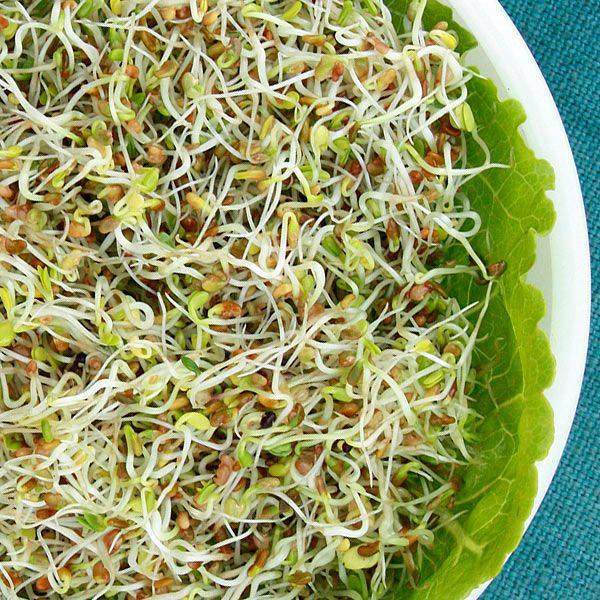 Sandwich Booster Mix Sprouting Seeds
