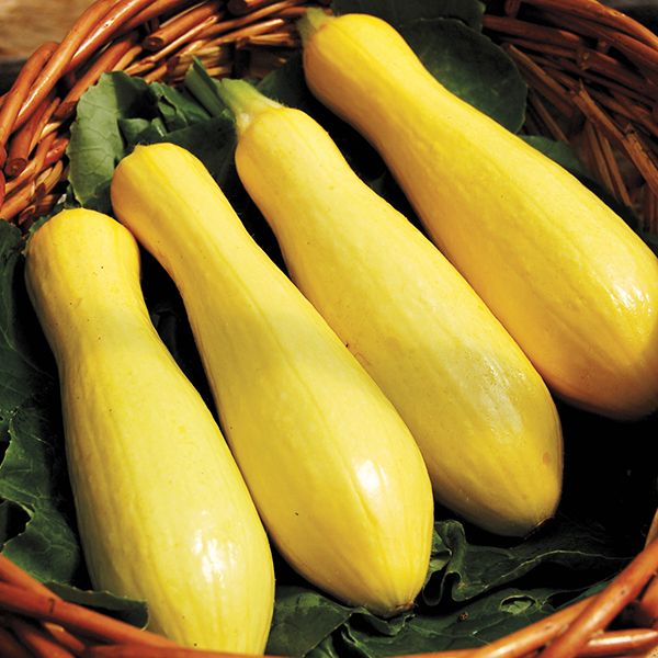 Success PM Straightneck Summer Squash