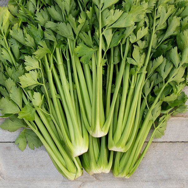 Tango Celery: 50 seeds