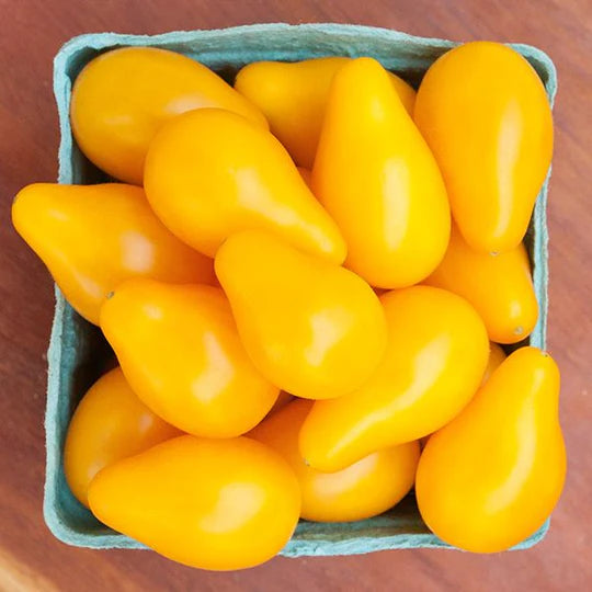 Yellow Pear Tomato