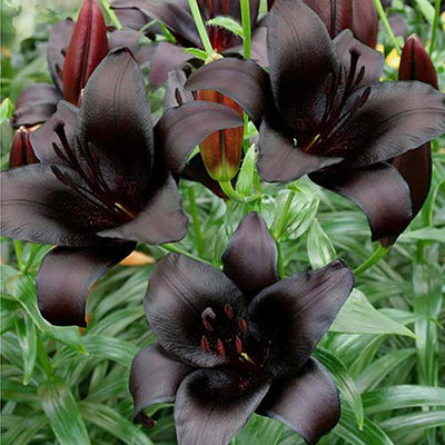 Lily Night Rider Bulbs (4 Bulbs)